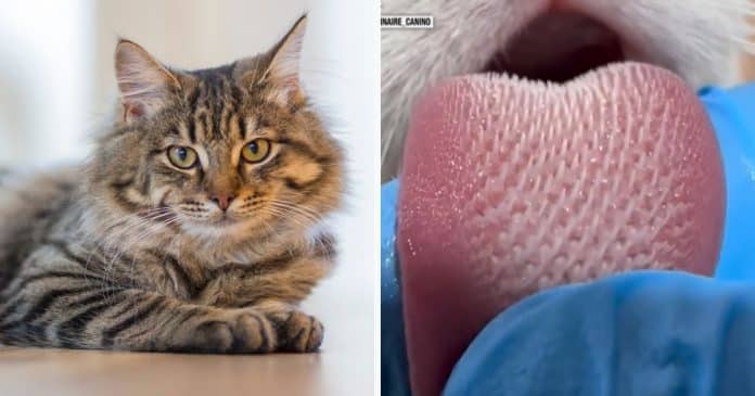 voce-sabe-o-motivo-da-lingua-dos-gatos-ter-pelinho-descubra-5-fatos-incriveis-sobre-a-lingua-de-gato Você sabe o motivo da língua dos gatos ter “pelinho”? Descubra 5 fatos incríveis sobre a língua de gato