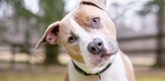5 Coisas ‘paranormais’ assustadoras que seu cachorro pode sentir e você não
