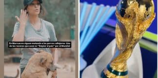 Ativistas dos direitos dos animais chocam ao afirmar que Marrocos executará 3 milhões de cães para Copa do Mundo
