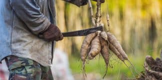 Perigo no Prato: Alimento ‘mais mortal’ é um dos mais consumidos no mundo