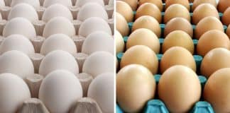 A verdadeira diferença entre ovos de galinha com casca branca e marrom: Qual escolher?