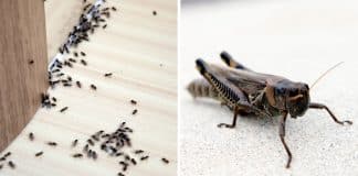 Cuidado! Se esses animais aparecerem em excesso na sua casa, pode ser um alerta espiritual e energético