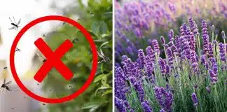Diga adeus aos mosquitos: Transforme seu quintal em um refúgio sem estes insetos Diga adeus aos mosquitos: Transforme seu quintal em um refúgio sem estes insetos