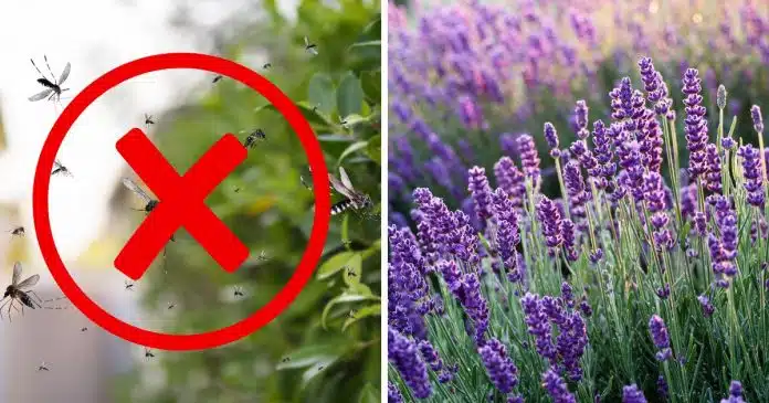 Diga adeus aos mosquitos: Transforme seu quintal em um refúgio sem estes insetos