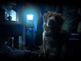 Esse novo filme de terror “doce e assustador” contado inteiramente do ponto de vista do cachorro está conquistando a crítica