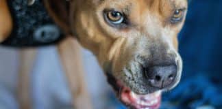Funcionário processa empresa após ser mordido pelo próprio cachorro durante home office