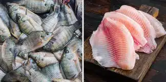 O lado sombrio da ‘tilápia’: Por que ninguém mais deveria comer esse peixe
