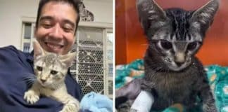 Psicólogo é preso acusado de maus-tratos extremos e fazer experimentos com gatos adotados no DF