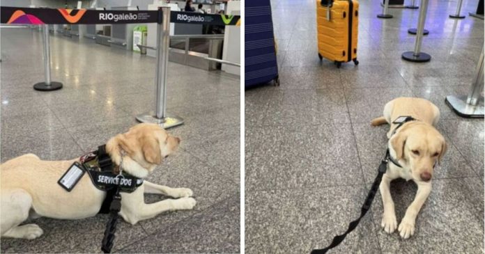 companhia-aerea-causa-revolta-ao-recusar-embarque-de-cao-de-crianca-autista-e-ainda-cancelar-o-voo Companhia aérea causa revolta ao recusar embarque de cão de criança autista e ainda cancelar o voo