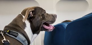 Itália aprova lei que permite cães grandes na cabine dos aviões — e vira referência no turismo pet-friendly