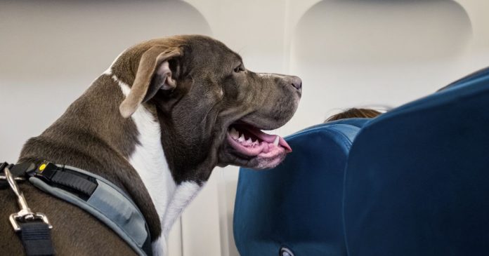 italia-aprova-lei-que-permite-caes-grandes-na-cabine-dos-avioes-e-vira-referencia-no-turismo-pet-friendly Itália aprova lei que permite cães grandes na cabine dos aviões — e vira referência no turismo pet-friendly