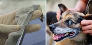 ‘Pele de Tilápia’ é capaz de fazer cães e gatos cegos voltarem a enxergar; de acordo com pesquisas brasileiras