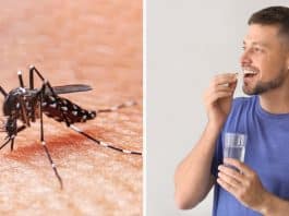 Vitamina pouco conhecida pode ajudar a afastar os terríveis mosquitos durante o verão