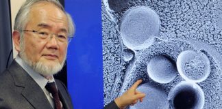 Cientista japonês revela como o jejum pode prevenir doenças como câncer e Alzheimer