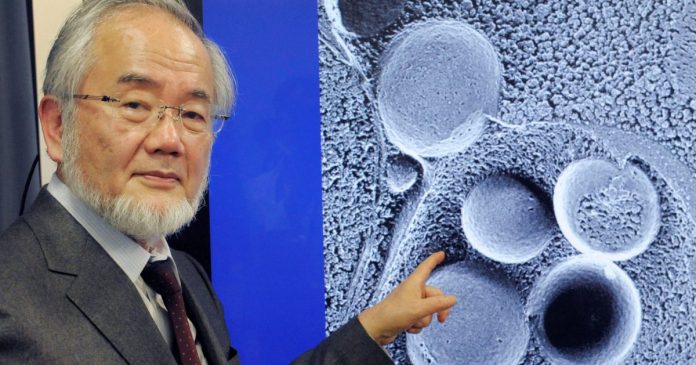 cientista-japones-revela-como-o-jejum-pode-prevenir-doencas-como-cancer-e-alzheimer Cientista japonês revela como o jejum pode prevenir doenças como câncer e Alzheimer