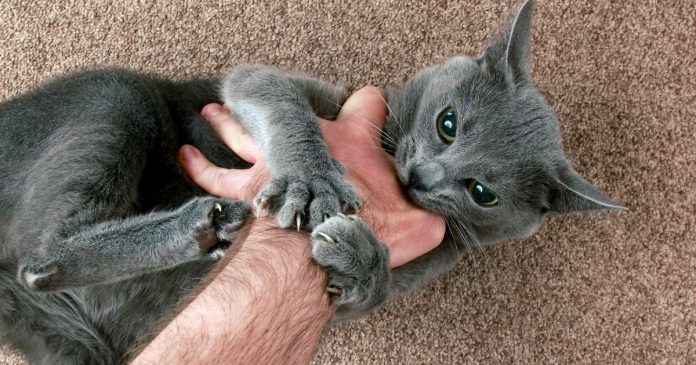 o-que-significa-quando-seu-gato-te-morde-descubra-os-verdadeiros-motivos-por-tras-desse-comportamento-felino O que significa quando seu gato te morde? Descubra os verdadeiros motivos por trás desse comportamento felino
