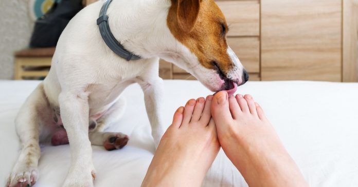 seu-cachorro-lambe-seus-pes-veja-o-que-esse-comportamento-quer-dizer-e-fique-atento-aos-sinais Seu cachorro lambe seus pés? Veja o que esse comportamento quer dizer e fique atento aos sinais