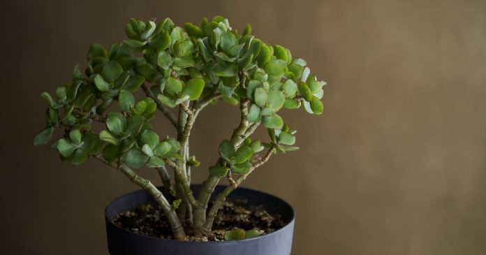descubra-os-6-motivos-para-ter-essa-suculenta-que-atrai-prosperidade-em-sua-casa Descubra os 6 motivos para ter essa incrível suculenta que atrai prosperidade em sua casa