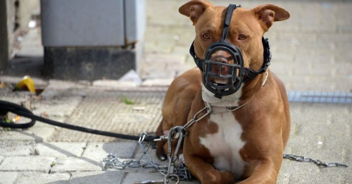 nova-lei-em-sc-impoe-r-5-mil-de-multa-para-tutores-de-pitbulls-veja-as-regras Nova lei em SC impõe R$ 5 mil de multa para tutores de pitbulls — veja as regras