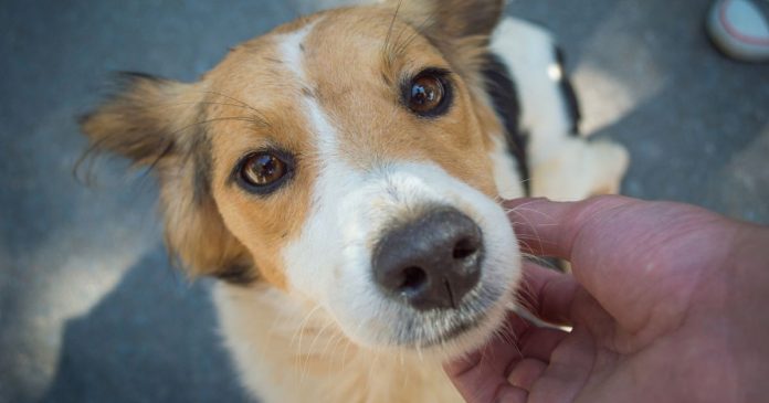 o-que-a-psicologia-revela-sobre-quem-nao-resiste-a-fazer-carinho-em-cachorros-na-rua O que a psicologia revela sobre quem não resiste a fazer carinho em cachorros na rua?