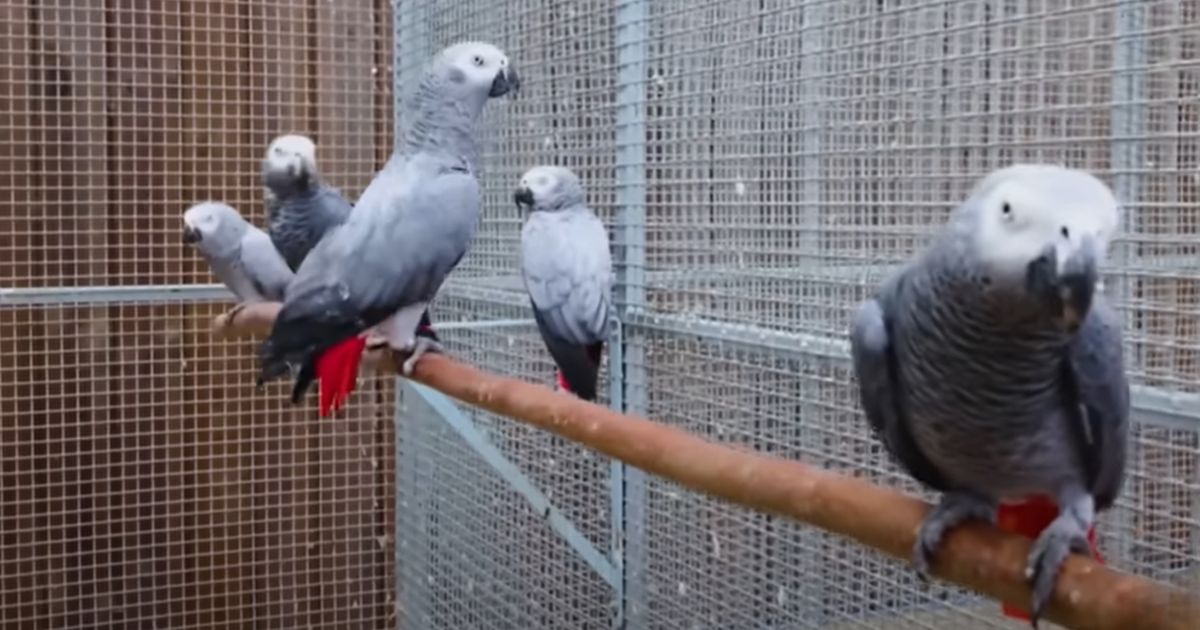 Papagaios “sem filtro” são separados em zoológico após começarem a xingar visitantes e caírem na risada em grupo