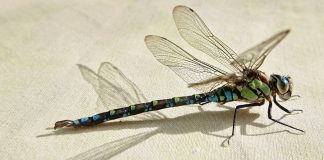 Se você matar este inseto você é responsável por mais de 100 picadas de mosquito