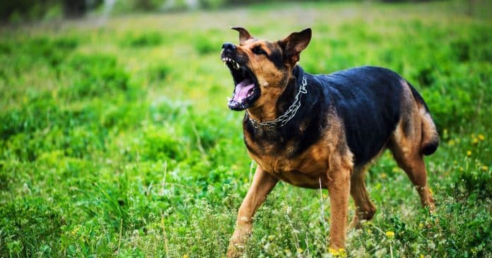 cachorros-conseguem-identificar-pessoas-desonestas-aponta-pesquisa-surpreendente Cachorros conseguem identificar “pessoas desonestas”, aponta pesquisa surpreendente