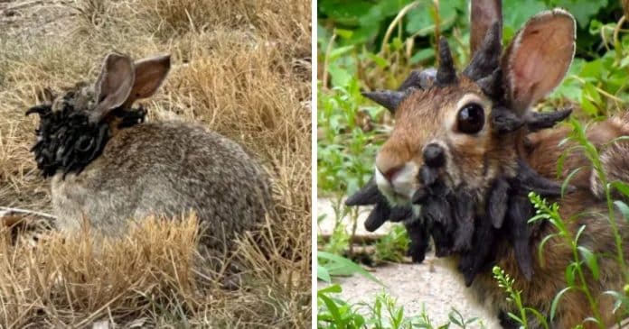 Especialistas alertam sobre coelhos ‘Frankenstein’ com ‘tentáculos pretos’ que estão assustando moradores nos EUA