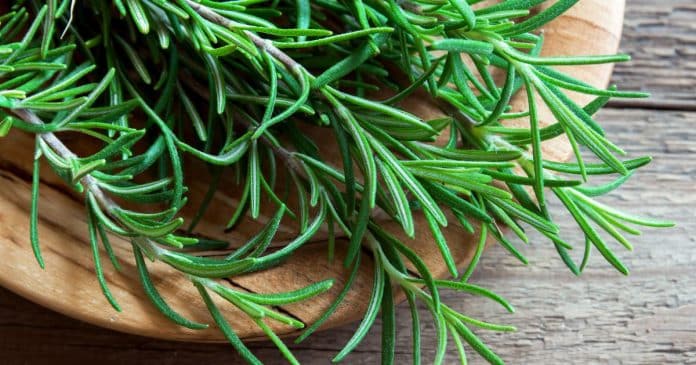 alecrim-o-remedio-natural-que-pode-transformar-sua-saude “Morfina Natural”: A planta mais poderosa e medicinal que as pessoas ignoram e desconhecem seu uso