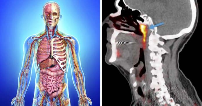 Cientistas descobrem acidentalmente novo órgão no corpo humano – que pode ajudar pacientes em tratamento contra o câncer