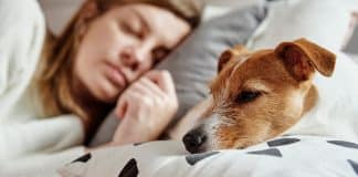 Mulheres dormem melhor ao lado de cães do que de homens, aponta estudo
