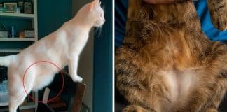 “Pochete” de gato: Entenda a função do Primordial Pouch na vida dos felinos