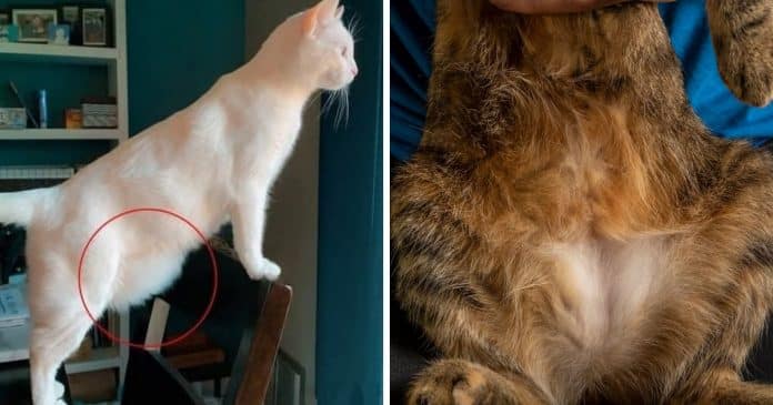 pochete-de-gato-entenda-a-funcao-do-primordial-pouch-na-vida-dos-felinos “Pochete” de gato: Entenda a função do Primordial Pouch na vida dos felinos