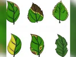 6 Sinais visuais de que sua planta está pedindo ajuda (e como corrigir cada um)