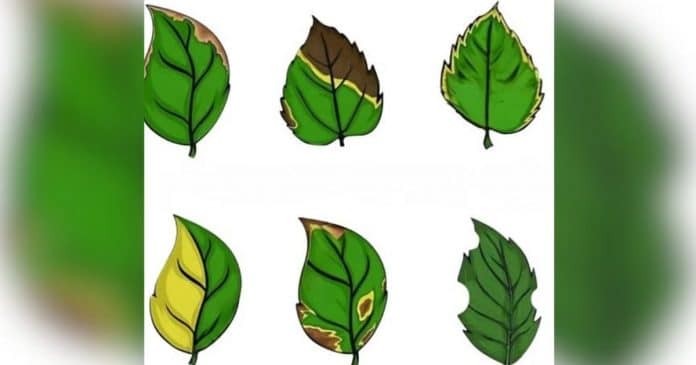 6 Sinais visuais de que sua planta está pedindo ajuda (e como corrigir cada um)