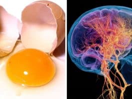 Comer ao menos 1 ovo por semana pode reduzir o risco de Alzheimer em quase 47%, revela estudo