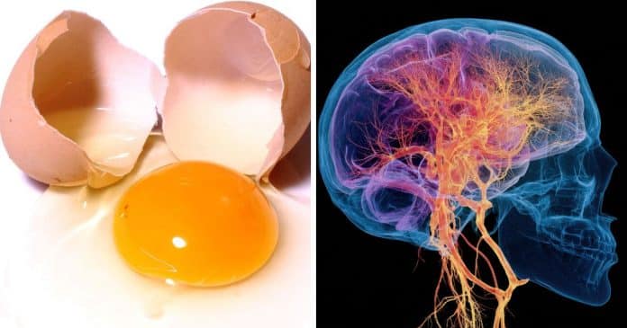 Comer ao menos 1 ovo por semana pode reduzir o risco de Alzheimer em quase 47%, revela estudo