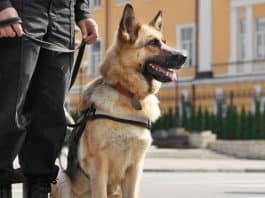 Cães podem ser a “chave” no tratamento de um tipo de transtorno terrível – e muito comum