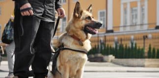 Cães podem ser a “chave” no tratamento de um tipo de transtorno terrível – e muito comum