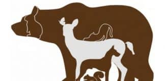 Desafio visual: Você consegue acertar o ‘número certo’ de animais que estão na imagem?