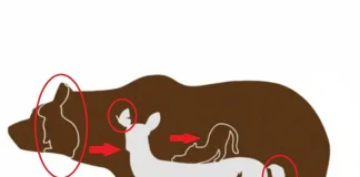 Desafio visual: Você consegue acertar o ‘número certo’ de animais que estão na imagem?