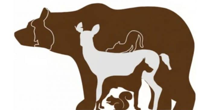 Desafio visual: Você consegue acertar o ‘número certo’ de animais que estão na imagem?