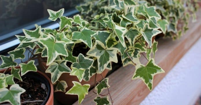 essa-planta-e-capaz-de-purificar-o-ar-da-sua-casa-de-forma-totalmente-natural-em-apenas-12-horas Essa incrível planta é capaz de purificar o ar da sua casa e acabar com o mofo de forma totalmente natural em apenas 12 horas