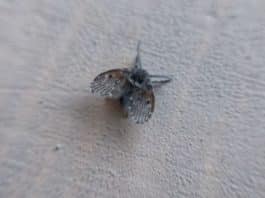 Mosquinha de banheiro é um sinal de alerta “nojento” que podem indicar um problema bem mais profundo do que parece