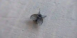 Mosquinha de banheiro é um sinal de alerta “nojento” que podem indicar um problema bem mais profundo do que parece
