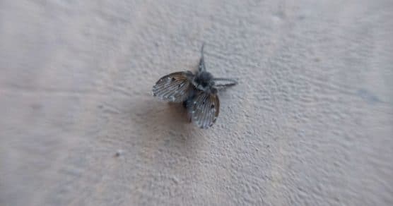 Mosquinha de banheiro é um sinal de alerta “nojento” que podem indicar um problema bem mais profundo do que parece
