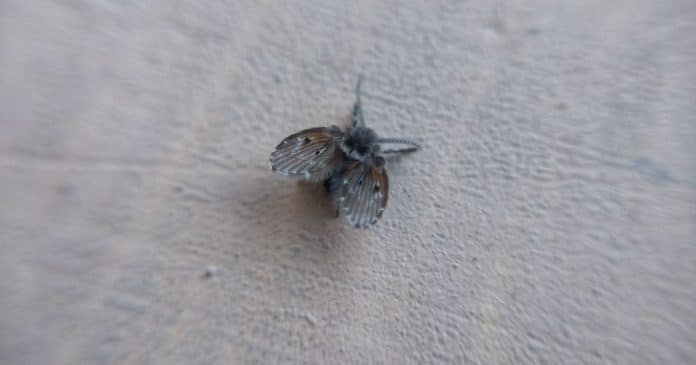 mosquinha-de-banheiro-e-um-sinal-de-alerta-nojento-que-podem-indicar-um-problema-bem-mais-profundo-do-que-parece Mosquinha de banheiro é um sinal de alerta “nojento” que podem indicar um problema bem mais profundo do que parece