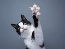 Califórnia proíbe retirada das garras dos gatos em nova lei considerada histórica para o bem-estar animal