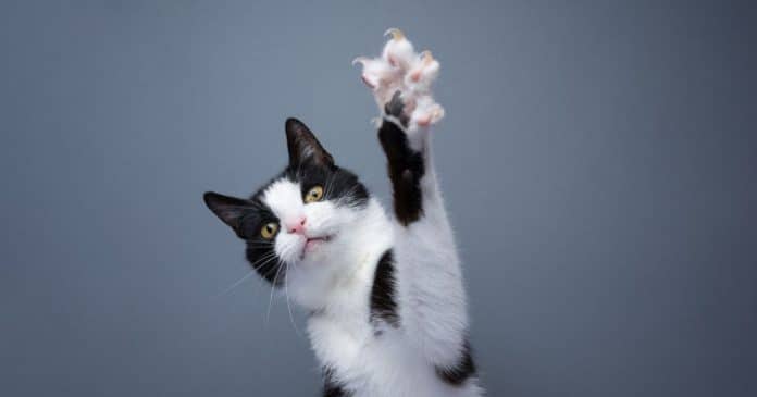 Califórnia proíbe retirada das garras dos gatos em nova lei considerada histórica para o bem-estar animal