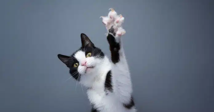 Califórnia proíbe retirada das garras dos gatos em nova lei considerada histórica para o bem-estar animal